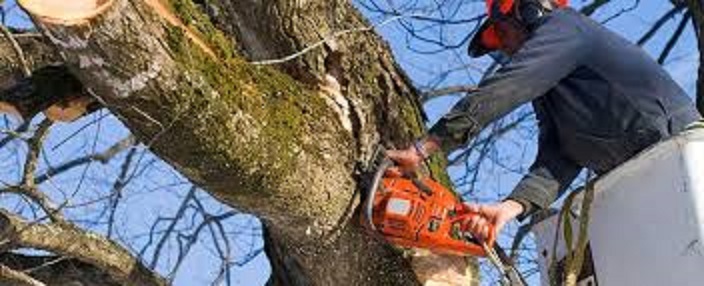 Image of a landscaper planting